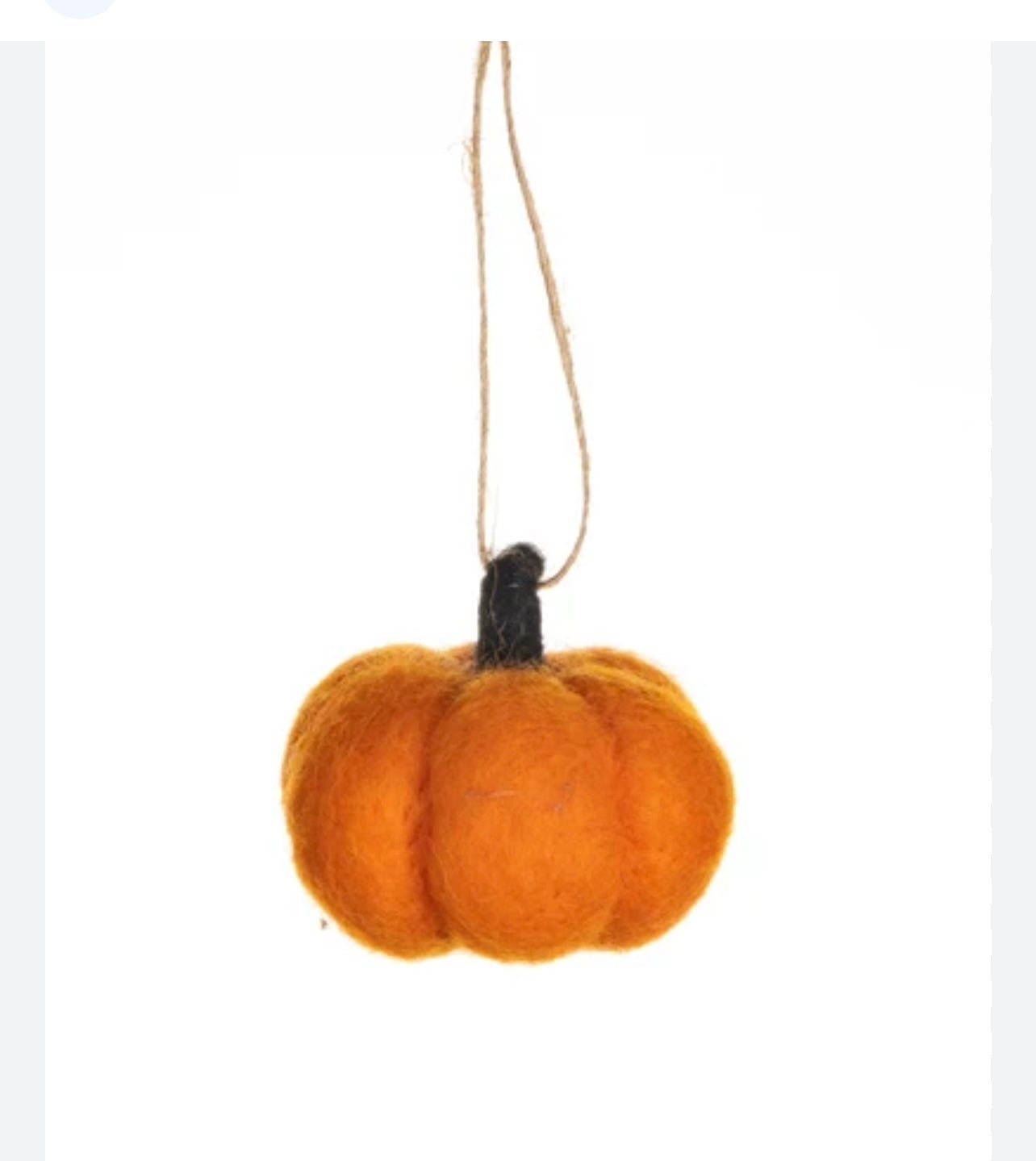 A  a sweet fuzzy autumn pumpkin